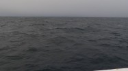 Delfiny w Morzu Arktycznym
