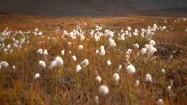 Roślinność na wyspie Spitsbergen