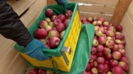 Wsypywanie jabłek do drewnianej skrzyni