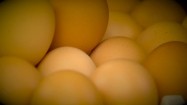 Świeże jaja