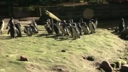 Pingwiny na wybiegu