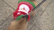 Pies w sweterku bożonarodzeniowym